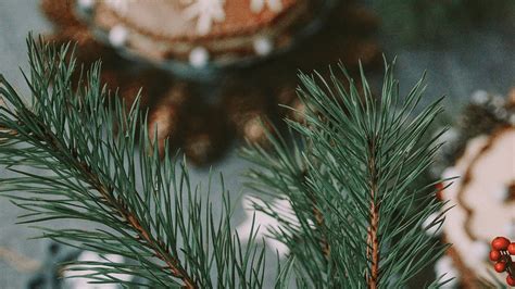 Download wallpaper 1600x900 branch, tree, needles, birth, blur ...