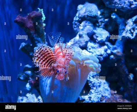 Dwarf Lionfish Swimming Among Bubble Coral, Steinhart Aquarium, San ...