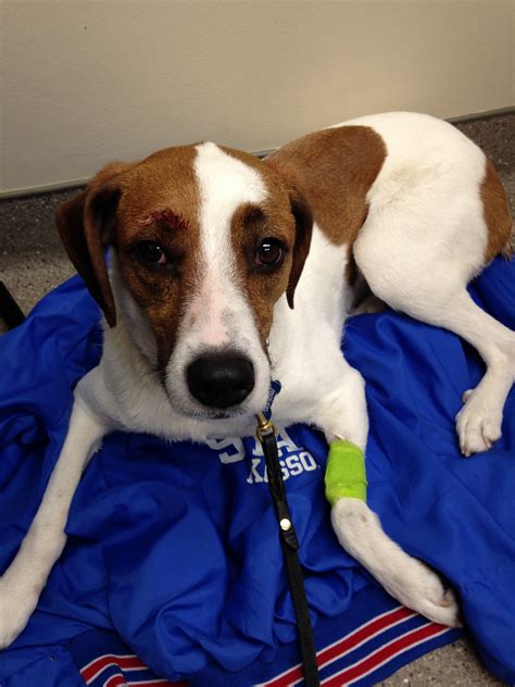 Dogs Knotting Woman - Surveys Hyatt