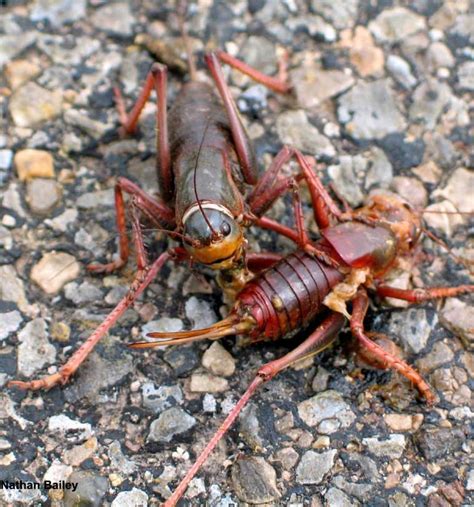 Mormon Crickets 的图像结果