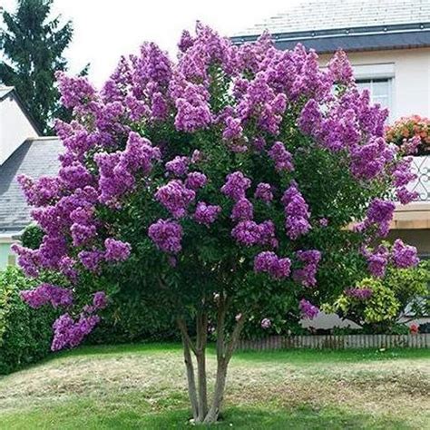 Purple Crape Myrtle Tree 2-3' | Etsy