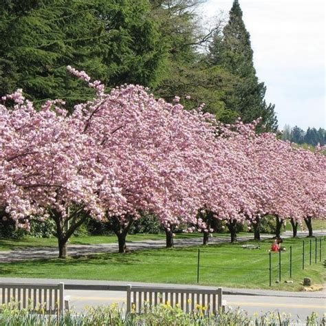 Kwanzan Cherry Tree | Premium Cherry Trees For Sale | PlantingTree - PlantingTree