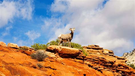 The Traveler's Guide to Zion National Park Wildlife
