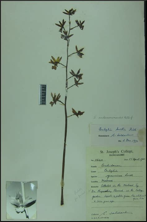 Herbarium JCB