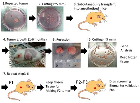 Application of Highly Immunocompromised Mice for the Establishment of ...