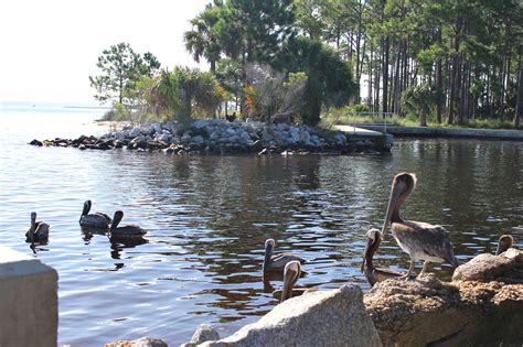 Image result for Shell Hunting Shell Island Panama