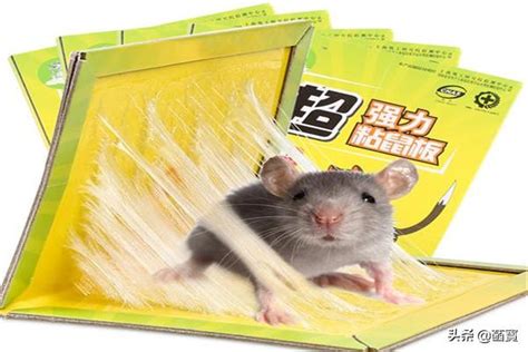 怎样治老鼠最有效的方法是什么,治老鼠常用方法？_2345实用查询