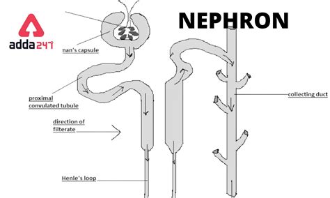 Structure of Nephron, Diagram, Function for Class 10