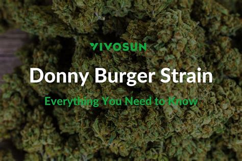 Donny Burger Strain: A Comprehensive Guide - Vivosun