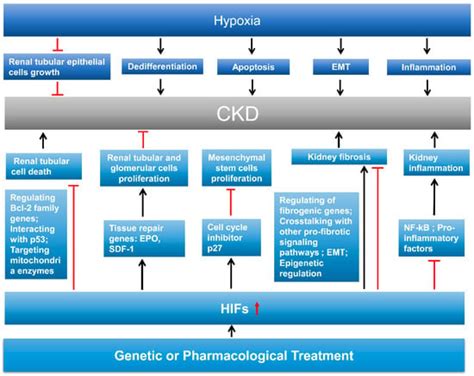 Hypoxia and Hypoxia-Inducible Factors in Kidney Injury and Repair