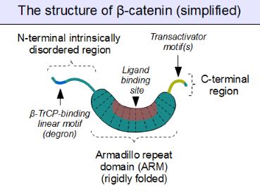 Beta-Catenin | Encyclopedia MDPI