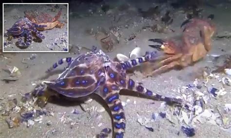 Image result for Blue-Ringed Octopus Attack