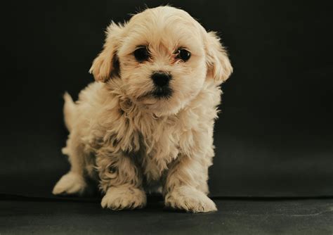 Brown Maltese Dog