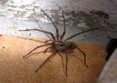 Funnel Weaver Spider