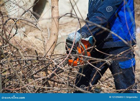 Image result for Felling a Large Tree