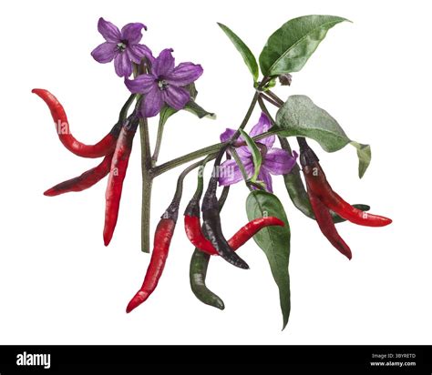 Purple Naga Jolokia chile pepper, plant with pods and flowers. Clipping ...