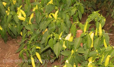 galeria chile en invernadero - Chile en Invernadero