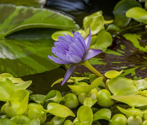 Lily Flower In Pond Free Stock Photo - Public Domain Pictures