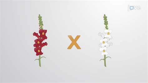 Incomplete Dominance Snapdragons