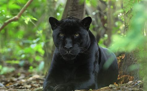Majestic Black Panther Close-Up HD Wallpaper in Natural Habitat