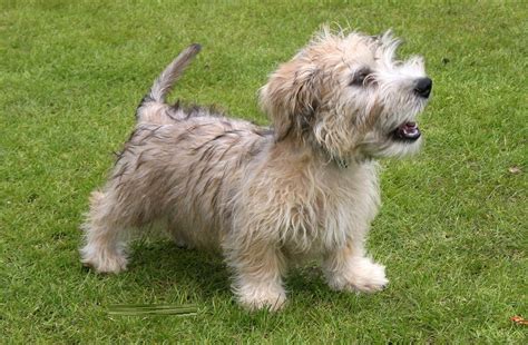 Glen of Imaal Terrier - Puppies, Rescue, Pictures, Information ...