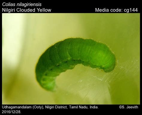 Colias nilagiriensis | Butterfly