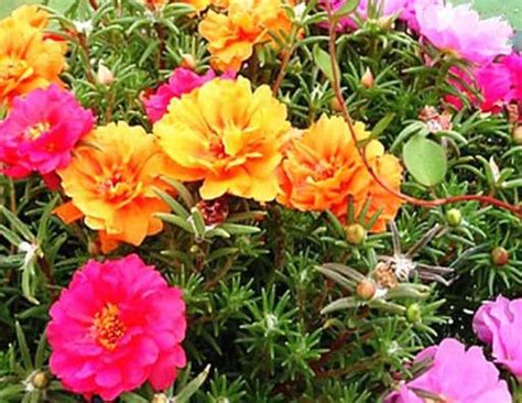 10种花适合夏天养，只要不缺水，使劲晒，整个夏季花开不断 - 知乎