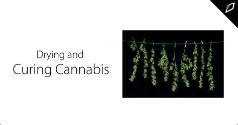 Image result for Marijuana Drying Methods