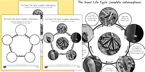 Insect Life Cycle 的图像结果