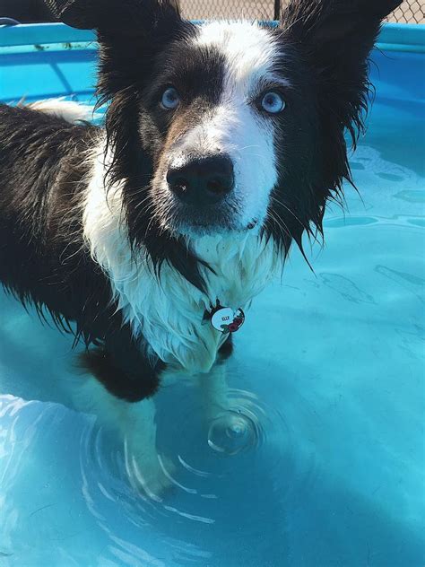 Hawaii Pool Pawrty, Sleep Rover Doggie Hotel & Daycare, Calgary, 6 June ...