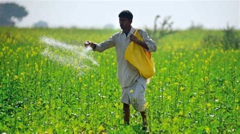 सरसों की खेती में इस खाद का करें इस्तेमाल, दाने में चमक और तेल मिलेगा ...