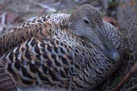 This Duck's Feathers Create The Most Expensive Natural Fiber