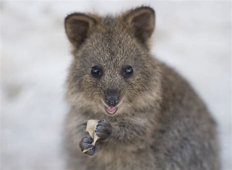 How to spot a quokka on Rottnest Island | SeaLink Rottnest Island