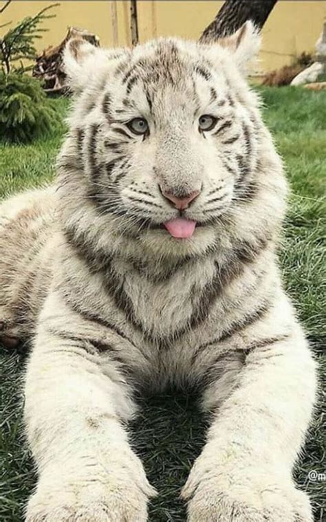 Meet kenny the inbred white tiger with down syndrome – Artofit