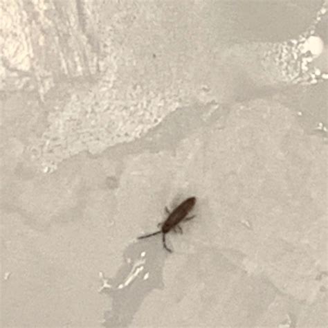 Identifying Small Bugs in the Bathroom? | ThriftyFun