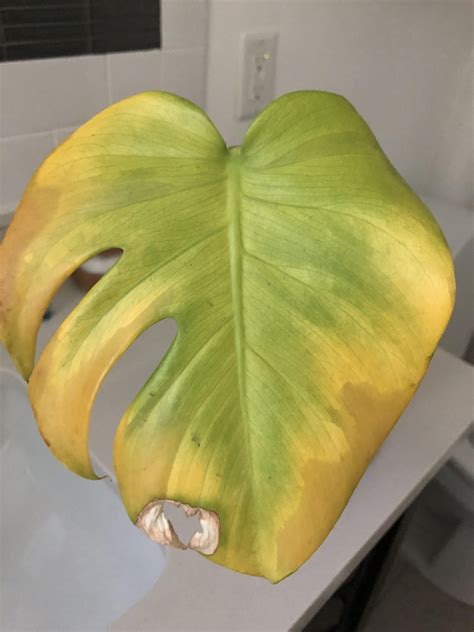 Help: My monstera deliciosa isnt doing well. I left it in water for the ...