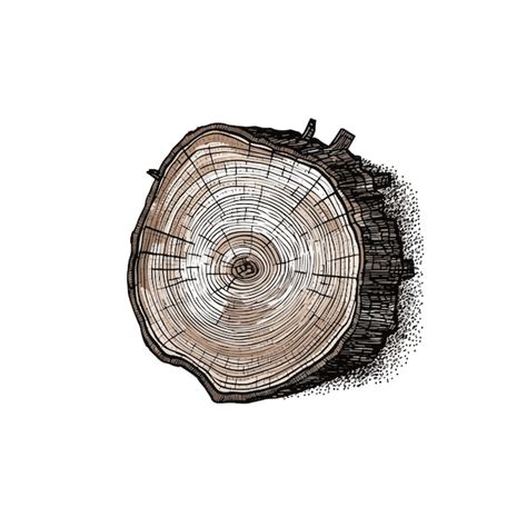 Image result for Tree Trunk Drawing