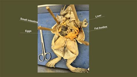 Image result for Brain Frog Dissection
