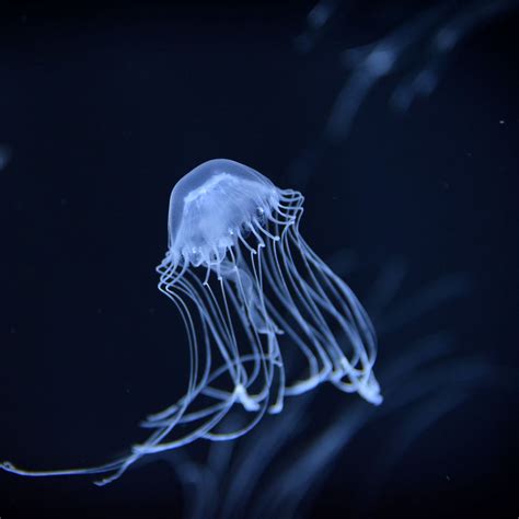 Download wallpaper 1280x1280 jellyfish, underwater, dark, blur ipad ...
