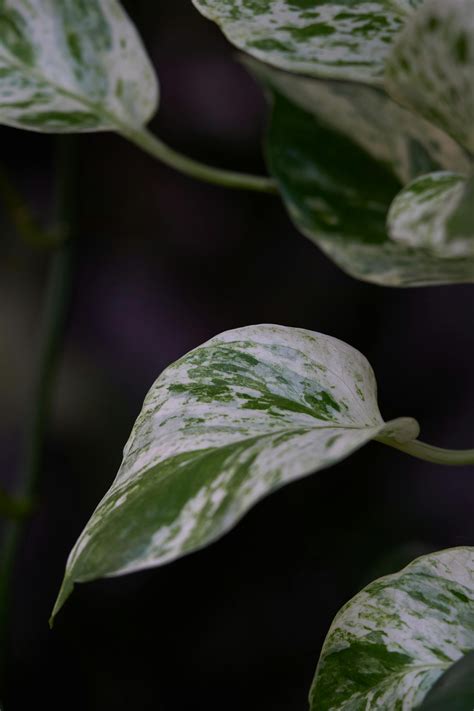 Image result for Python Code Pothos