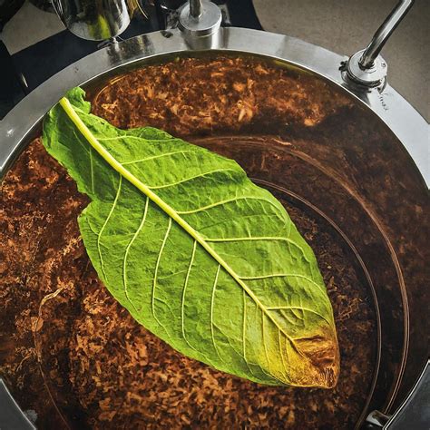 What is the typical yield of tobacco absolute oil from a given quantity ...