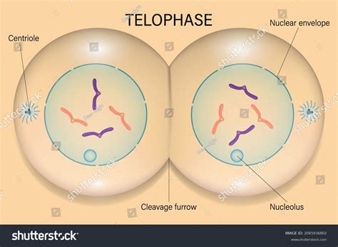 Telophase 1