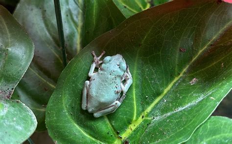 Image result for Snowflake Dumpy Tree Frog