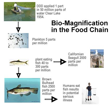 Biomagnification 的图像结果