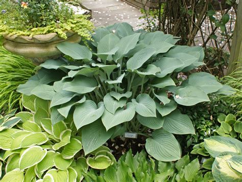 Krossa Regal Hosta - Shade Perennial Giant Blue Hosta Plant – NH Hostas