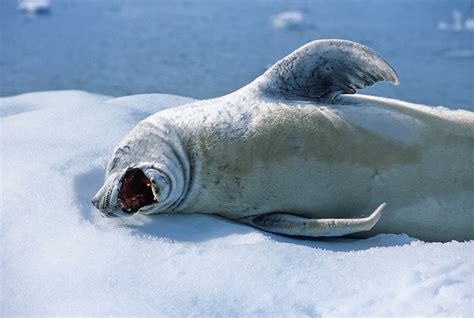 Crabeater Seal Teeth - Teeth You Have Never Seen Before