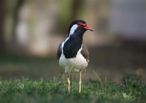 The 10 Most Common Birds in India: A Birdwatcher’s Paradise | Walk In The Wild