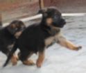 German Shepherd Puppies for Sale in Chennai, German Shepherd Breeders ...