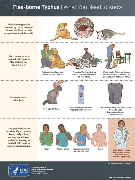 Communication Resources for Murine Typhus | Typhus Fevers | CDC