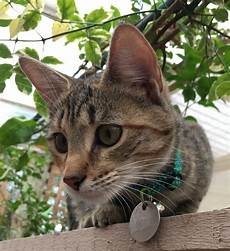 cat breed pictures of 30 cat breeds available in adelaide cat breed pictures of 30 cat breeds available in adelaide